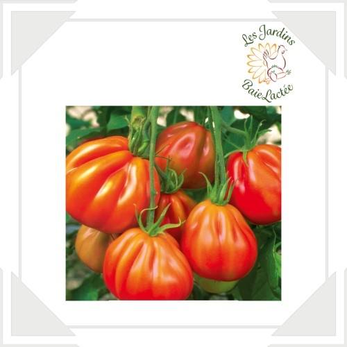 Tomates rouges Aurea 500 grammes