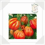 Tomates rouges Aurea 500 grammes